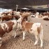 东北肉牛价格优惠