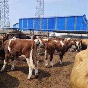 小肉牛犊价格