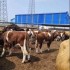 小肉牛犊价格