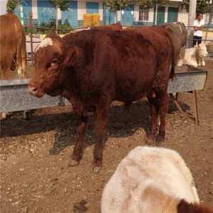 改良肉牛犊