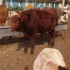 改良肉牛犊