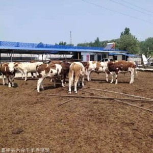 改良肉牛犊