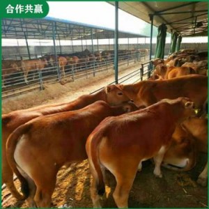 改良黄牛种牛