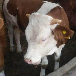 肉牛犊价格