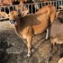 养殖场山东肉牛
