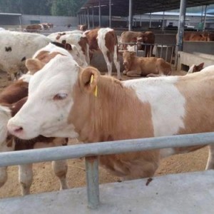本地改良肉牛