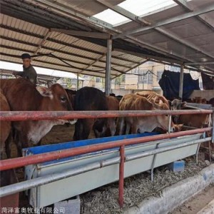 纯种鲁西黄牛