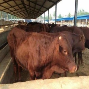 肉牛养殖黄牛价格