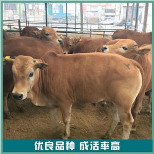 育肥鲁西黄牛出售价格