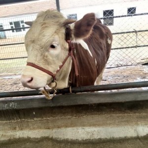 西门塔尔肉牛价格